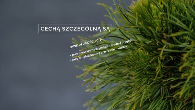 Film produktowy - Sosna Górska "Varella" смотреть онлайн