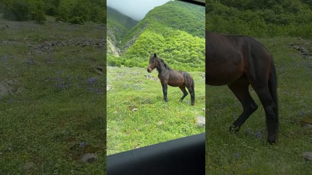 Осетинские лошади против 220 китайских;) Путешествие на Tank 300 по Кавказу смотреть онлайн