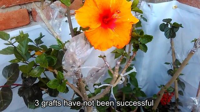 hibiscus tower update | english subtitles | multigrafted hibiscus plant || смотреть онлайн