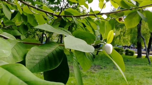 #владивосток #магнолия. Магнолия Зибольда. Magnolia sieboldii. 04.06.2020. смотреть онлайн