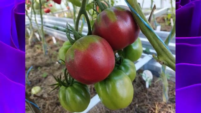 Каталог новых сортов томатов 2023 г. Часть 6. г. Киров. смотреть онлайн