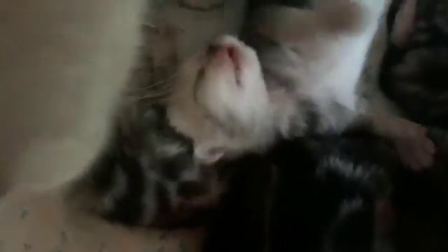 Элис и ее маленькие детки.(Новорождённые котята МИЛО зевают) смотреть онлайн