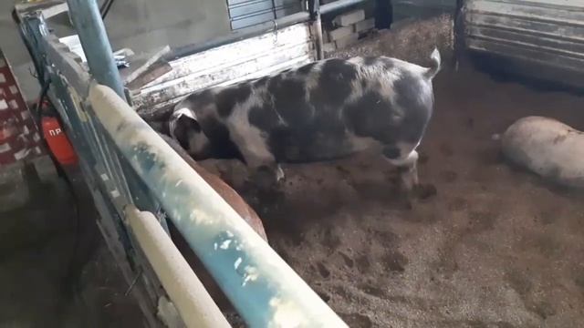 почему у  нас дорогие поросята.  продолжение следует....