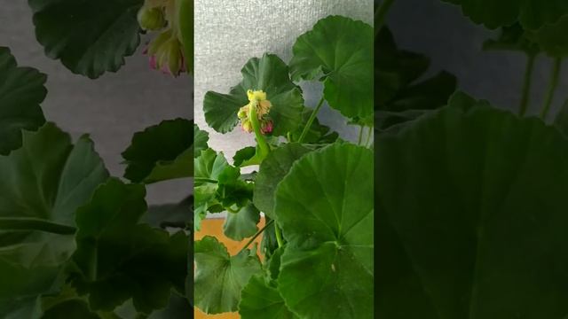 Летнее цветение Hope J p Bartlett. смотреть онлайн