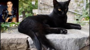 Говорят, не повезет, если черный кот дорогу перейдет. № 2291