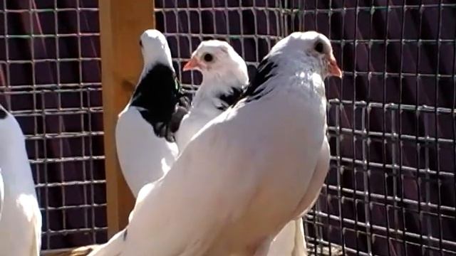 Чистопольские голуби 3 смотреть онлайн