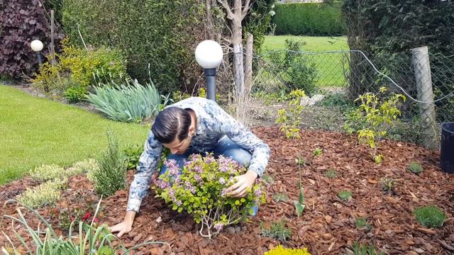 Syringa Flowerfesta Pink - The Fragrance Flower Festival