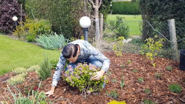 Syringa Flowerfesta Pink - The fragrance flower festival