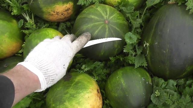 Собираем Морковь и Тыквы смотреть онлайн