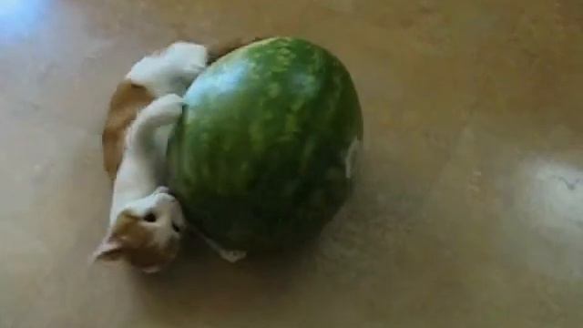 кот против арбуза Кто победит смотреть онлайн