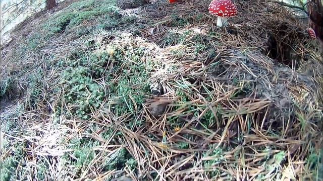 Тихая охота??? ?