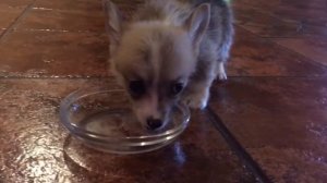 ЗАВЕЛИ ЩЕНКА КОРГИ! Первые дни Бенедикта дома | VLOG Just bought puppy CORGI! First days at home