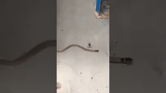 австралийский паук Latrodectus hasseltii против змеи смотреть онлайн