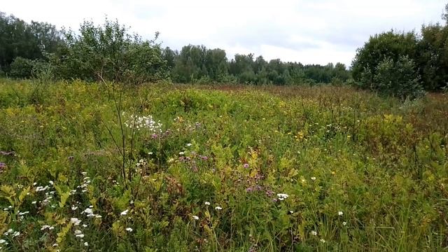 За городом. ч.2. Июль 2023 смотреть онлайн