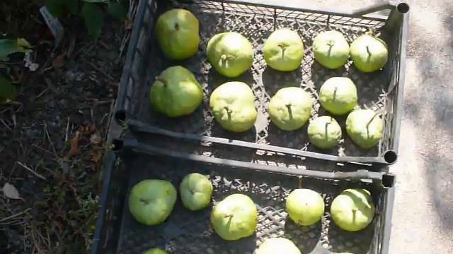 колоновидная груша ГРУШИ ГИГАНТЫ. Columnar pears. смотреть онлайн