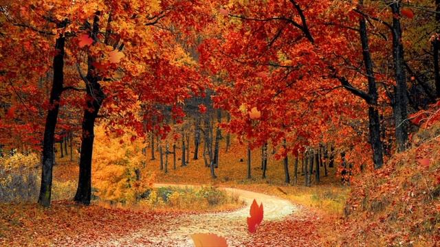 Autumn Relaxation Session | Relaxing Music, Ambient Sounds, Soothing Music | Mind Body SouL