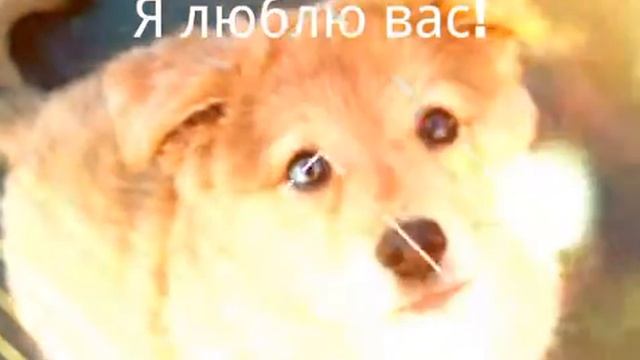 Фотки хомячков и собачок! смотреть онлайн