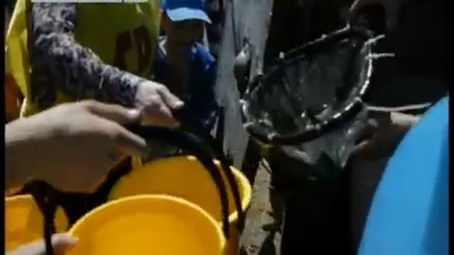 В День Волги в Чебоксарское водохранилище выпустили более двух тысяч молоди карпа и белого амура смотреть онлайн