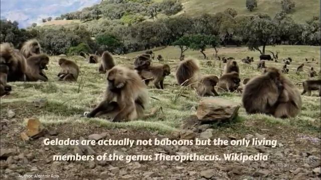 Gelada (Theropithecus gelada) смотреть онлайн
