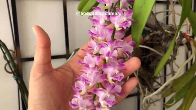 Aerides Odorata-houlletiana