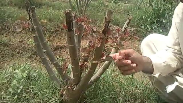 Bio - Diesel Plant Jatropha curcas in Pakistan after Pruning смотреть онлайн