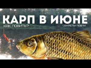 Новые секреты ловли карпа в июне! Поймает много даже новичок! Как на что и где ловить карпа в июне?