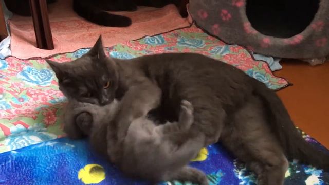 Кошка замучила котёнка смотреть онлайн
