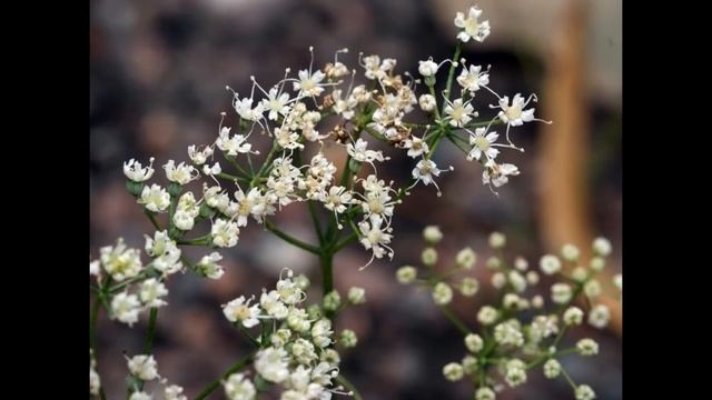 Анис (ганус). Произрастание, использование как специи и пряности. Имитация прованского масла.
