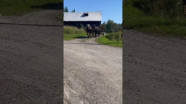 We mixed Izzy and Mable! #drafthorse #belgian #percheron #driving #cart смотреть онлайн