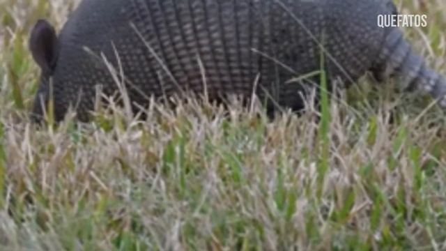 QUANDO A ONÇA COME O TATU NO PANTANAL BRASILEIRO смотреть онлайн