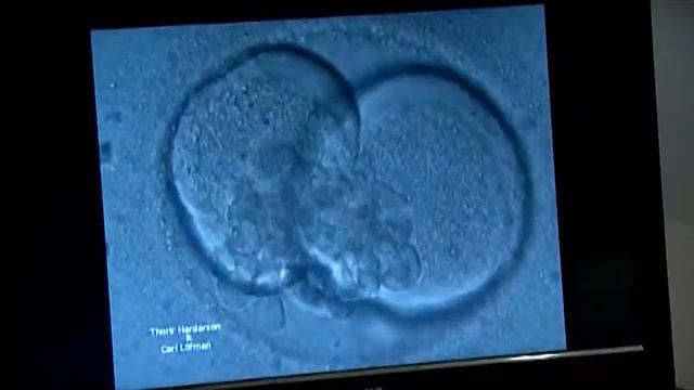 Выпуск 13 «Школа ЭКО» Эмбриология