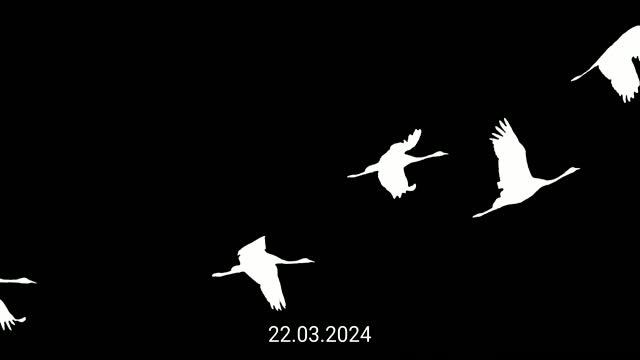 Акция_«Журавли»_в_знак_памяти_о_жертвах_теракта_в_«Крокус_Сити_Холле» смотреть онлайн