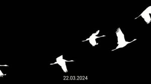 Акция_«Журавли»_в_знак_памяти_о_жертвах_теракта_в_«Крокус_Сити_Холле»