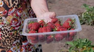 Клубника. Описание сорта Кокинская заря. Айтжанова Светлана Дмитриевна о сортах земляники.