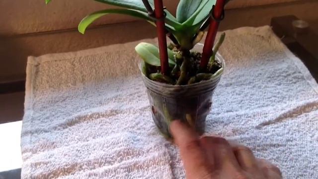 Violet Orchid смотреть онлайн