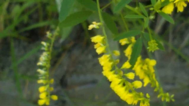 Melilotus Officinalis (Meliloto) Medicinal Plant