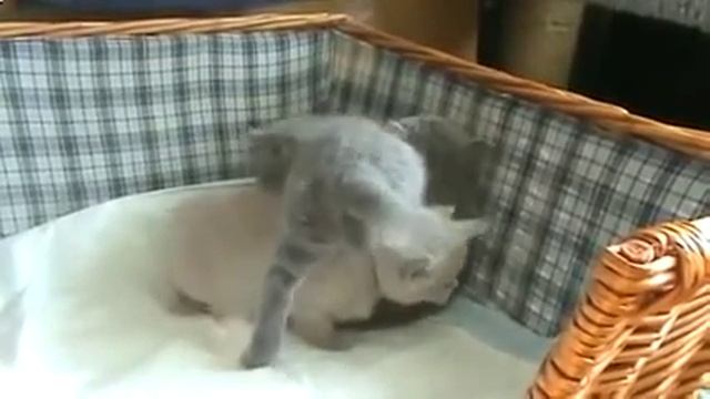 ашера кошка фото видео смотреть онлайн