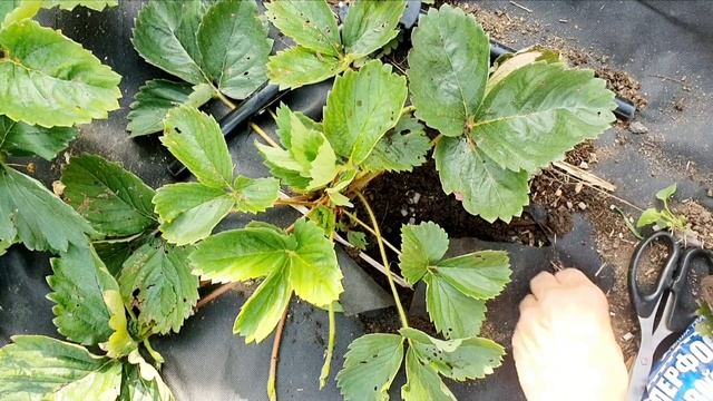 ДЛЯ ТОГО ЧТОБЫ КЛУБНИКА НЕ ВЫМЕРЗЛА! И в дальнейшем принесла нам хороший урожай.