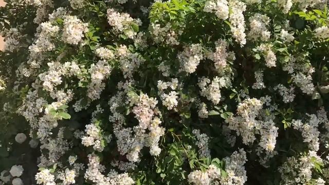 Цветы Чехии и Германии. Июнь 2017. смотреть онлайн