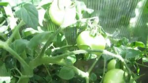 Томат Розовая Катя (Фирма Партнер).