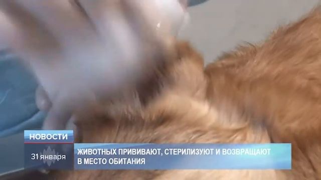 Чипирование собак смотреть онлайн