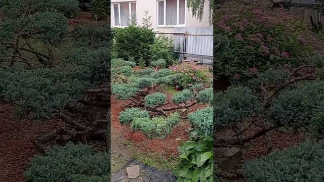 Формируем ниваки из можжевельника чешуйчатого смотреть онлайн