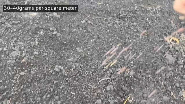 Посейте в Сентябре этот сидерат после Огурцов, Томатов, Перца, Картошки и других культур! смотреть онлайн