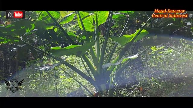 TREASURE INSONESIA WITH METAL DETECTOR TX 850 || ADVENTURE INDONESIA смотреть онлайн