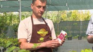 Акардо – инсектицид малотоксичный для пчёл!