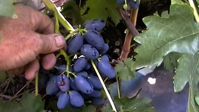 Сорт винограда "Рада" - сезон 2018 # Grape variety "Rada" - season 2018 смотреть онлайн