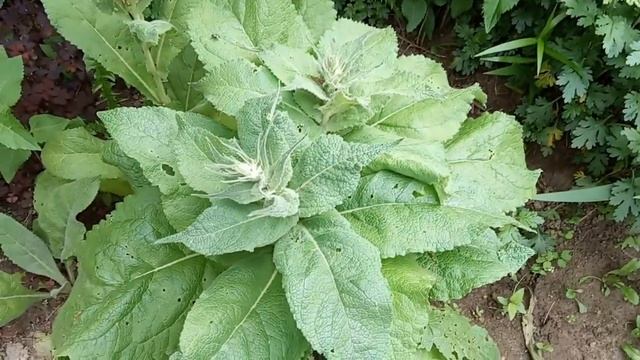 МНОГОЛЕТНИКИ для ЛЕНИВОГО САДА смотреть онлайн