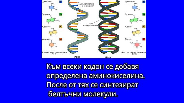 Нашето РНК - интересни факти смотреть онлайн