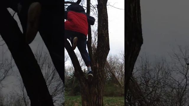 The weird tree forest смотреть онлайн