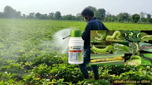 Soybean Coragen Vs Ampligo | Coragen Insecticide Ampligo Insecticide | सोयाबीन Spray